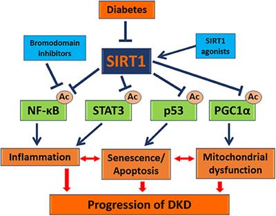 SIRT1 Is a Potential Drug Target for Treatment of Diabetic Kidney Disease